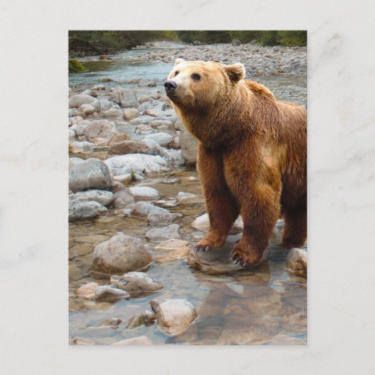 Bruin Beer in Stream Briefkaart (Voorkant)