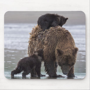 Bruin Beer Nationaal park Lake Clark Muismat