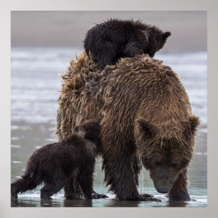 Bruin Beer Nationaal park Lake Clark Poster