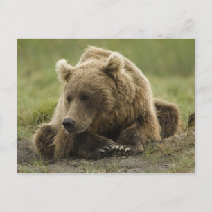 Bruin beer, of kustGrizzly Beer, Ursus Briefkaart