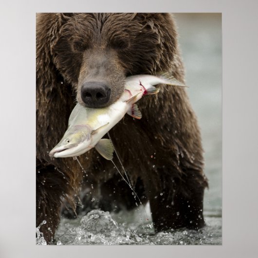 Bruin beer, of kustGrizzly Beer, Ursus Poster (Voorkant)
