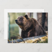 Bruin Beer Pose Briefkaart (Voorkant / Achterkant)