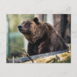Bruin Beer Pose Briefkaart