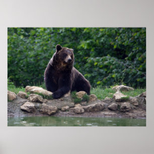 Bruin beer poster
