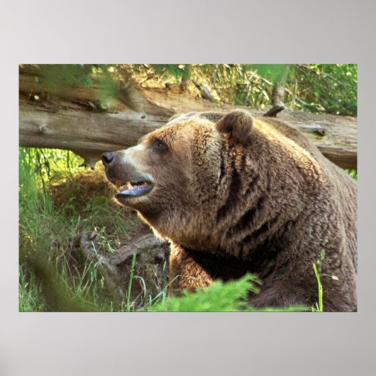 Bruin Beer Poster (Voorkant)