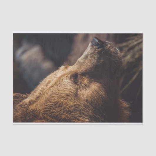 Bruin Beer Tissuepapier (Voorkant)