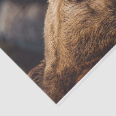 Bruin Beer Tissuepapier (Detail)