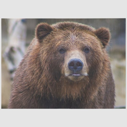 Bruin Beer Tissuepapier (Voorkant)