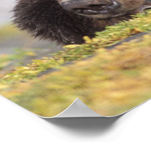 bruin beer, Ursus arctos, grizzly beer, Ursus 8 Poster (Hoek)