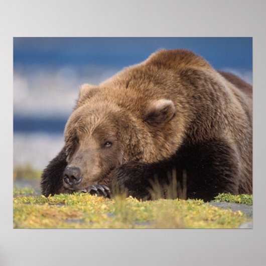 bruin beer, Ursus arctos, grizzly beer, Ursus 8 Poster (Voorkant)