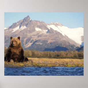 bruin beer, Ursus arctos, grizzly beer, Ursus Poster