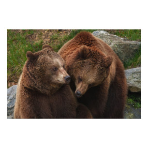 Bruin Beer Vrouw staren op man Foto Afdruk