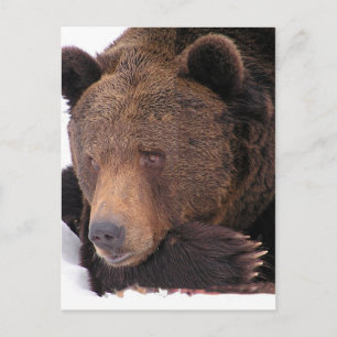 Bruin Beer Winter Briefkaart