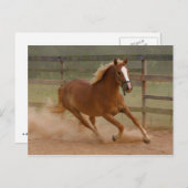 Bruin Briefkaart (Voorkant / Achterkant)