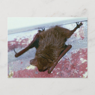 Bruin Briefkaart