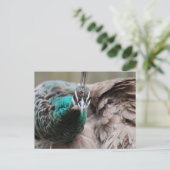 Bruin Briefkaart Peacock (Staand voorkant)