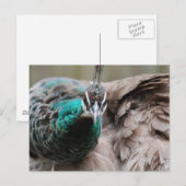 Bruin Briefkaart Peacock (Voorkant / Achterkant)