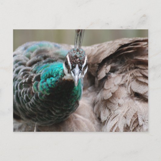 Bruin Briefkaart Peacock (Voorkant)