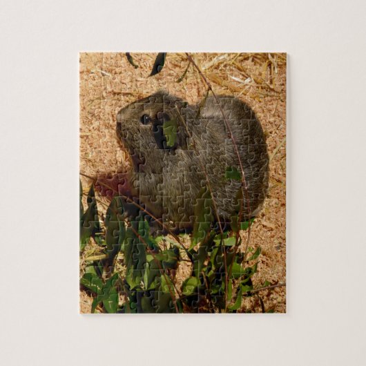 Bruin cavia, legpuzzel (Verticaal)