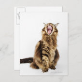 Bruin Classic Main Coon Tabby Briefkaart (Voorkant / Achterkant)
