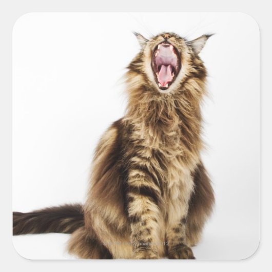 Bruin Classic Main Coon Tabby Vierkante Sticker (Voorkant)