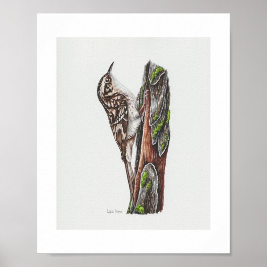 Bruin Creeper Art Print (Voorkant)