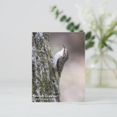 Bruin Creeper Briefkaart (Staand voorkant)