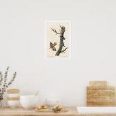 Bruin Creeper en Californisch Nuthatch van Audubon Poster (Keuken)