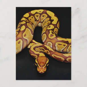 Bruin en goudbal Python Briefkaart