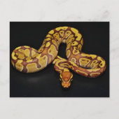 Bruin en goudbal Python Briefkaart (Voorkant)