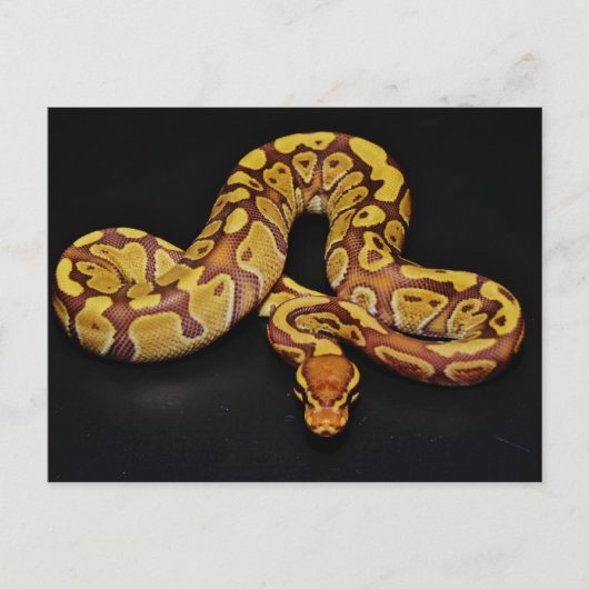 Bruin en goudbal Python Briefkaart (Voorkant)