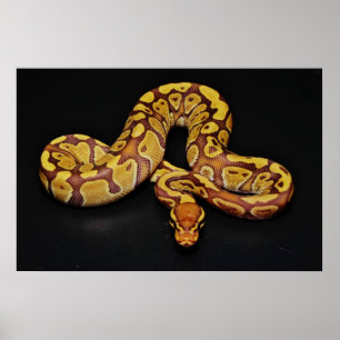Bruin en goudbal Python Poster