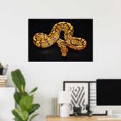 Bruin en goudbal Python Poster (Thuiskantoor)