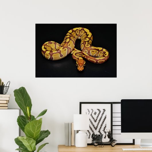 Bruin en goudbal Python Poster (Thuiskantoor)
