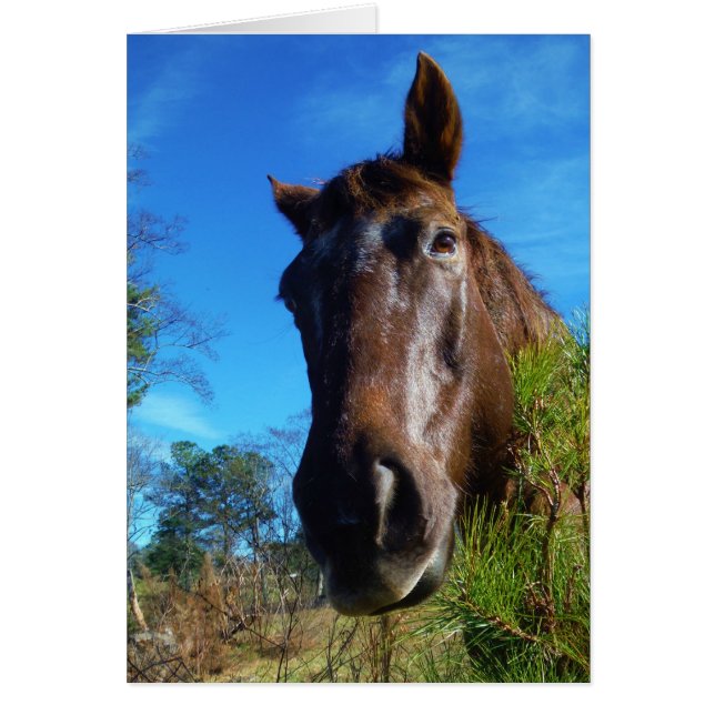 Bruin en roomkleurig paardenblauw (Voorkant)