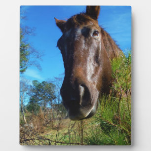 Bruin en roomkleurig paardenblauw fotoplaat