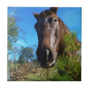 Bruin en roomkleurig paardenblauw tegeltje