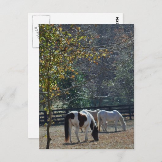 Bruin en wit gekleurd paard en roompaard briefkaart (Voorkant / Achterkant)