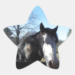Bruin en wit, gekleurd paard, heldere blauwe hemel ster sticker