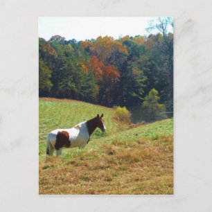 Bruin en wit paard van herfstbomen briefkaart