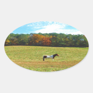 Bruin- en witpaard, herfstbomen, blauwe hemel ovale sticker