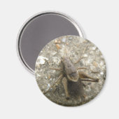 Bruin Field Cricket Magnet Magneet (Voorkant / Achterkant)