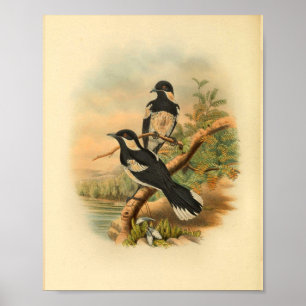 Bruin Flycatcher Black Bird  Print
