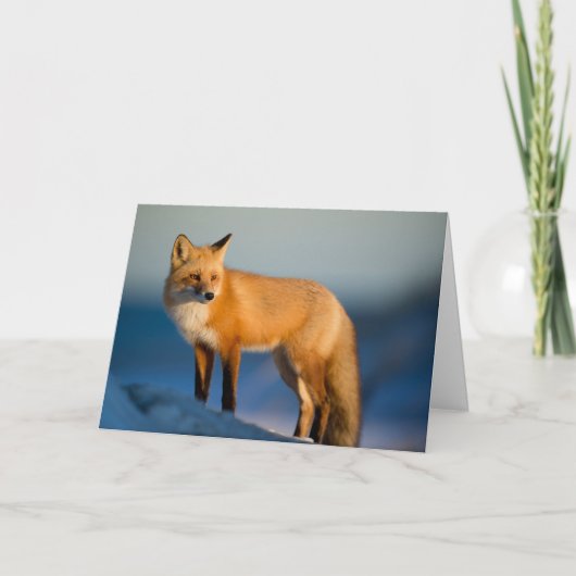 Bruin Fox Bedankkaart (Voorkant)