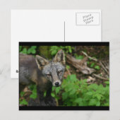 Bruin Fox Briefkaart (Voorkant / Achterkant)