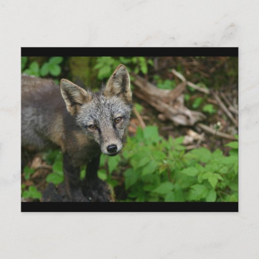 Bruin Fox Briefkaart (Voorkant)