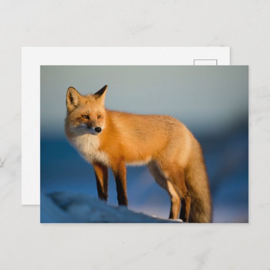 Bruin Fox Briefkaart (Voorkant / Achterkant)