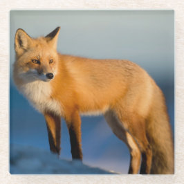 Bruin Fox Glazen Onderzetter