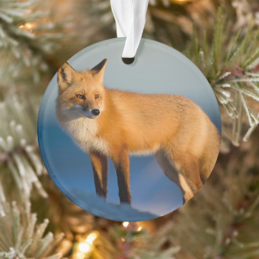 Bruin Fox Ornament (Boom)