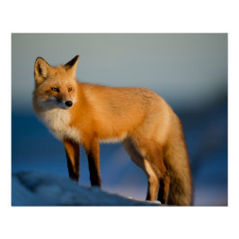 Bruin Fox Perfect Poster